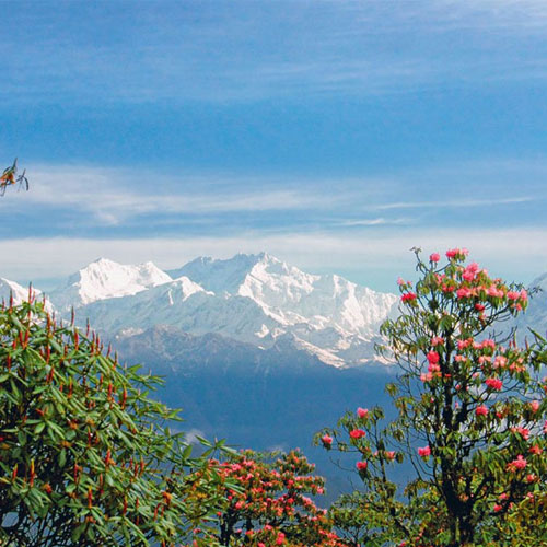 Barsey Rhododendron Trek