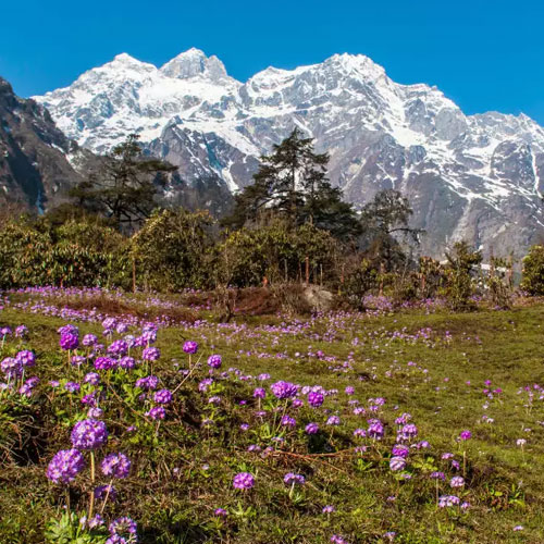 Yakten Valley Of Flowers