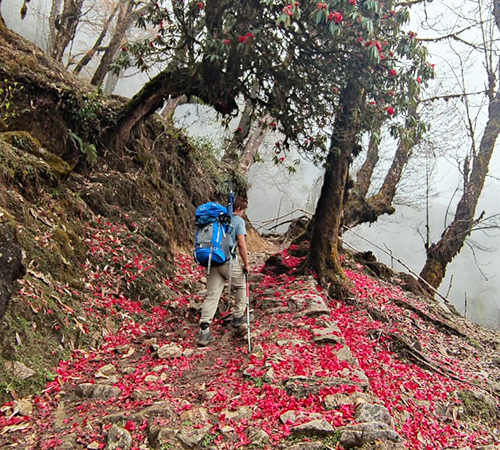 Goechala pass Trek Sikkim
